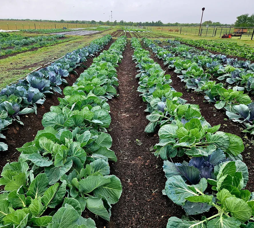 Rows of vegetables growing at Simple Promise Farms; no participant portrait is supplied.
