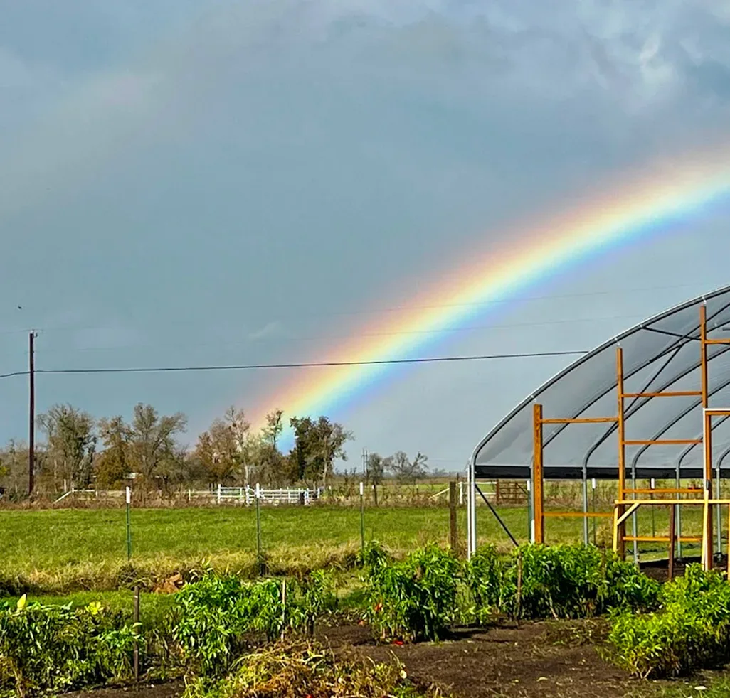 A rainbow over the greenhouse