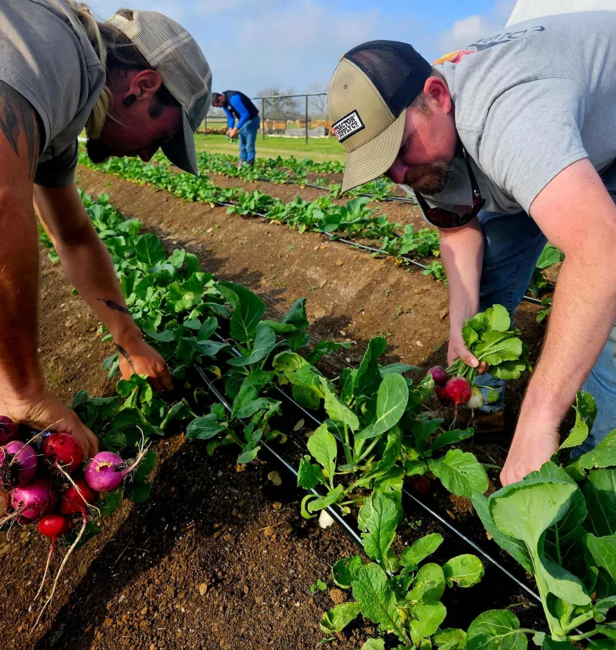 Two people harvesting vegetables at Simple Promise Farms.