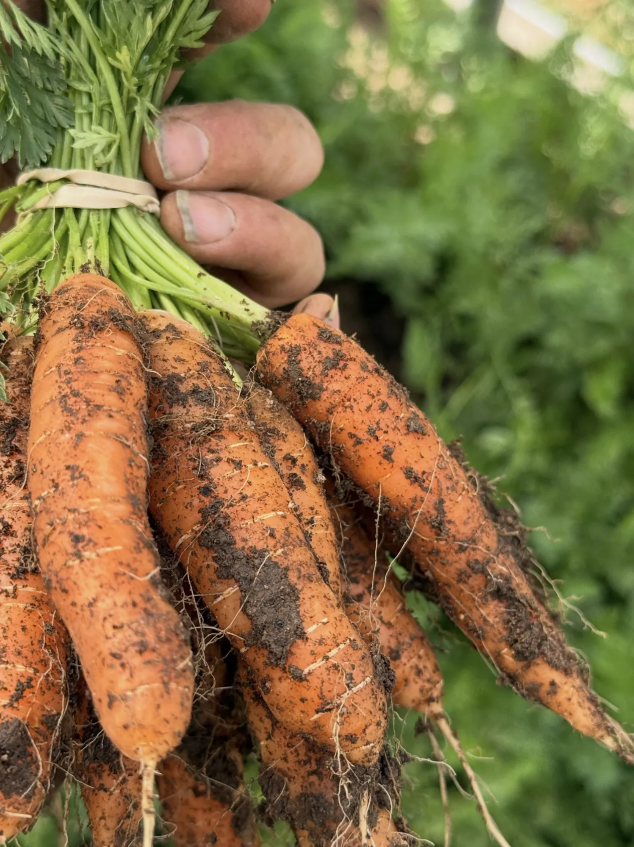 Freshly harvested carrots at Red Acre Farm.