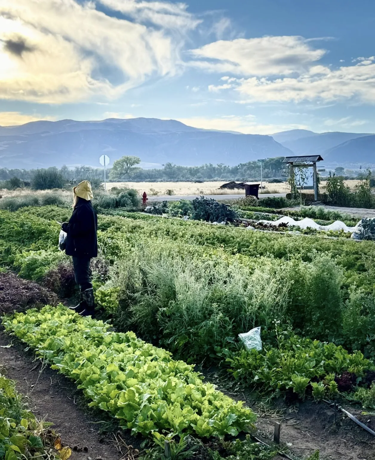 Vegetable beds and the surrounding landscape at Red Acre Farm.