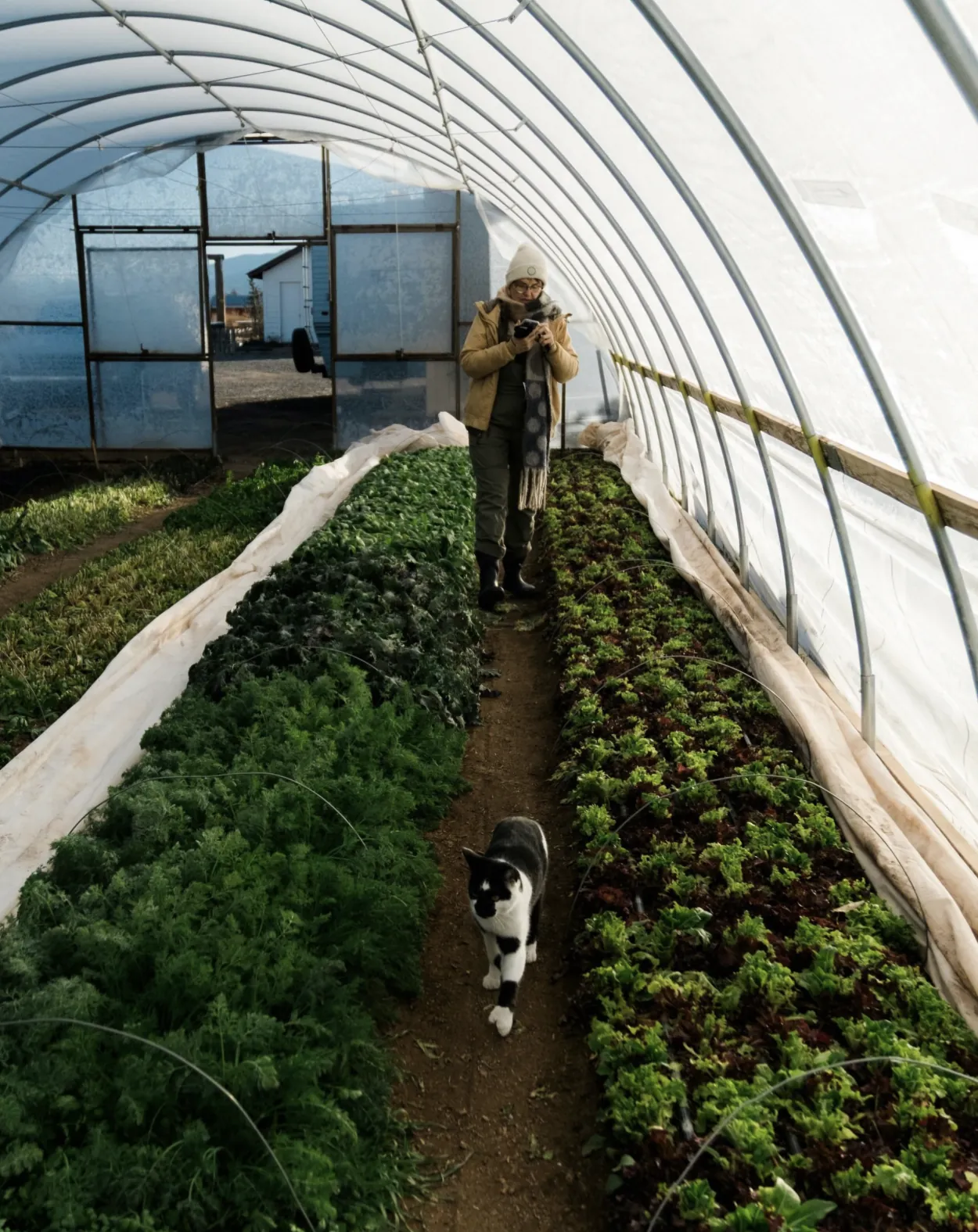 Growing beds inside a greenhouse at Red Acre Farm.