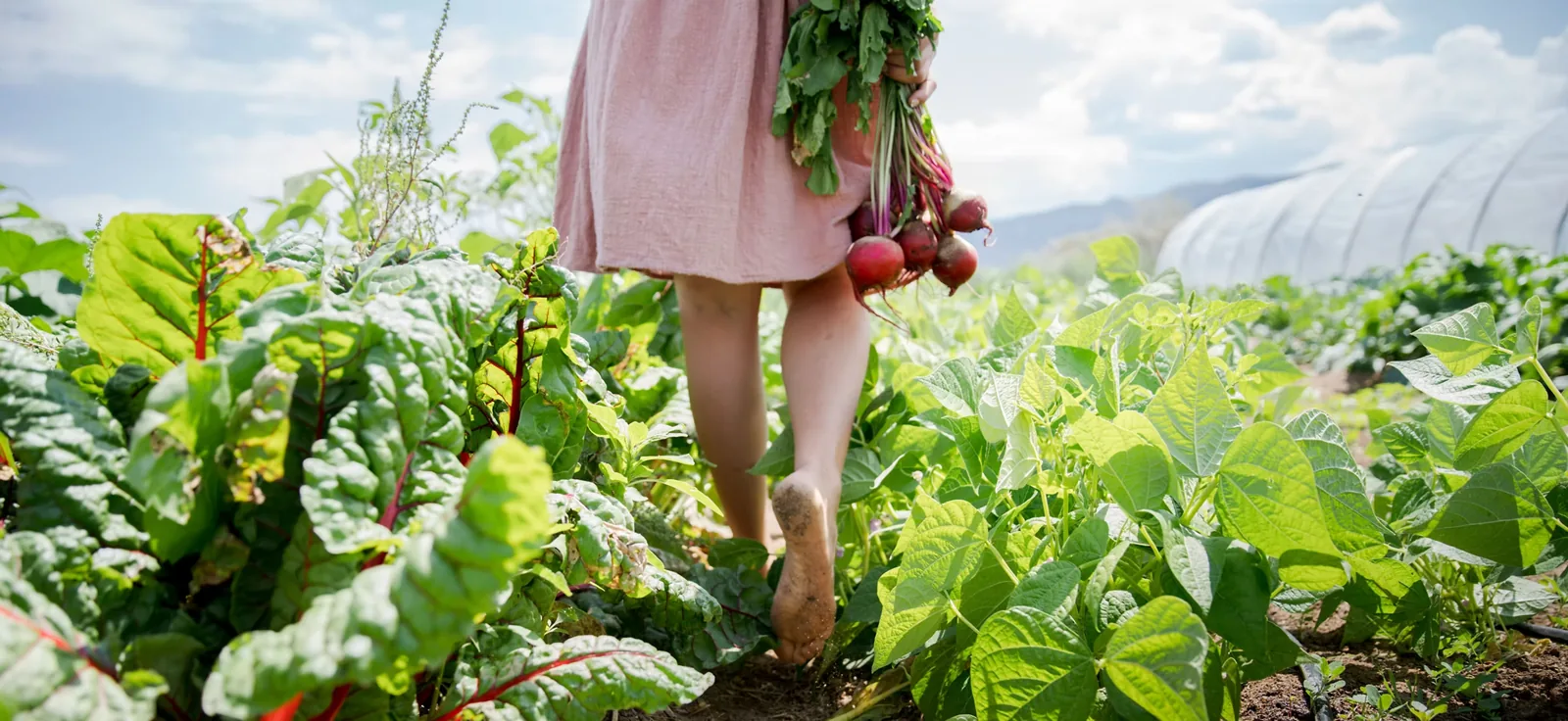 Harvesting at Red Acre Farm