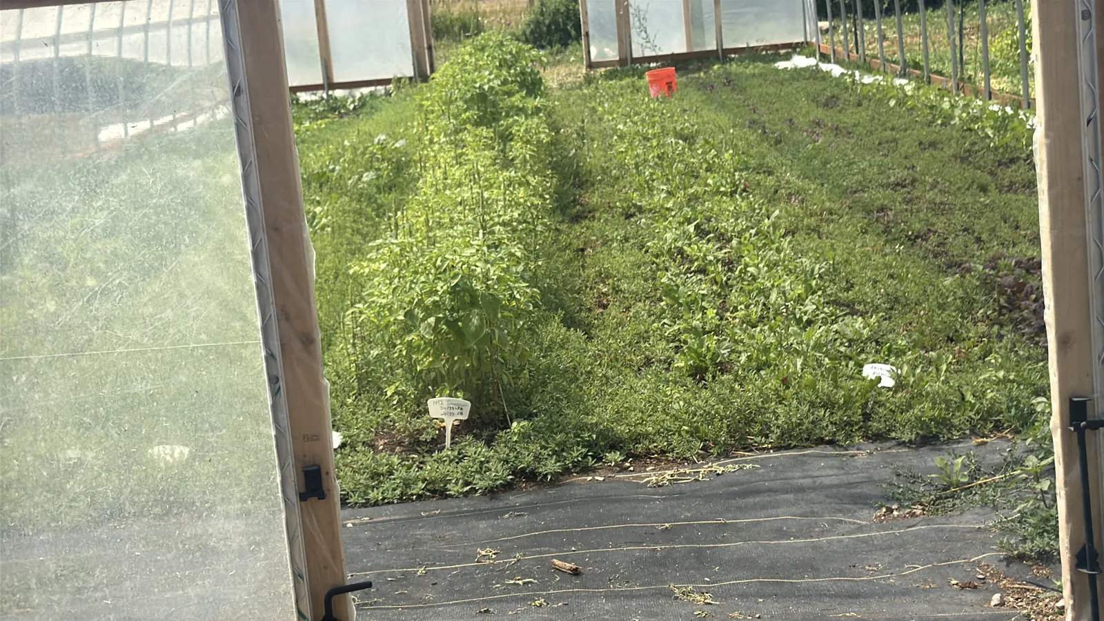 Plants growing inside a greenhouse at Splendor Valley Farms.