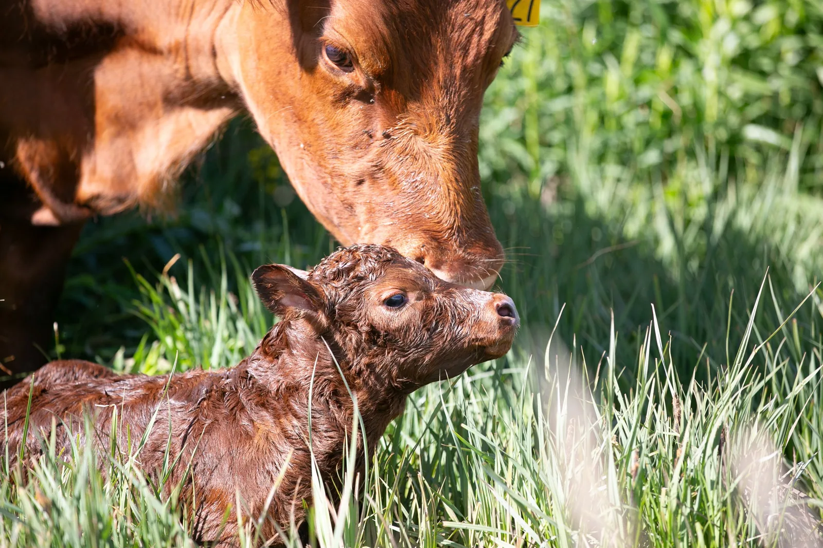 A cow tending its calf in the grass at 3 Springs Land & Livestock.