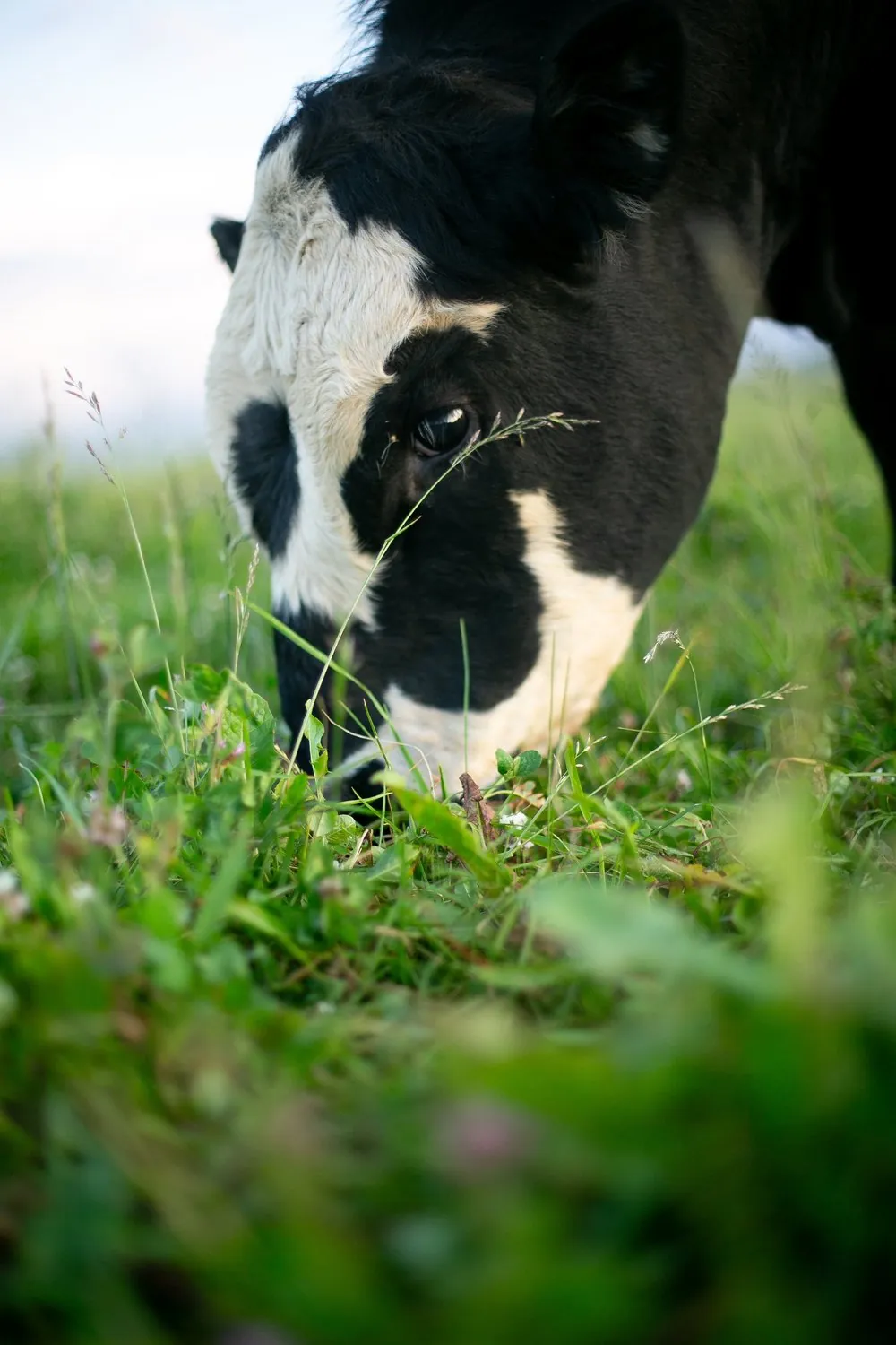 A cow grazing in tall grass at 3 Springs Land & Livestock.