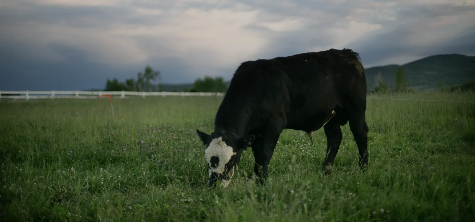 A cow grazing in an open pasture beneath a wide sky at 3 Springs Land & Livestock.