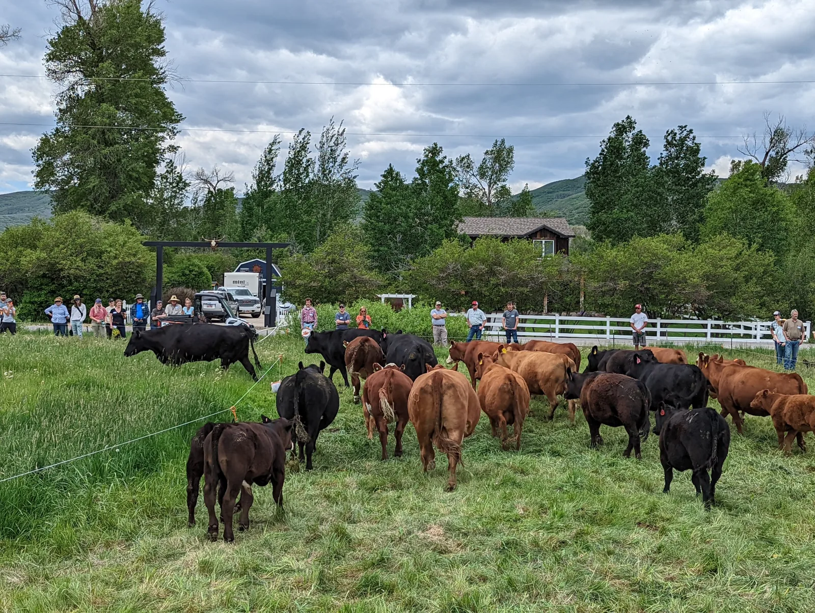 Cattle on pasture at 3 Springs