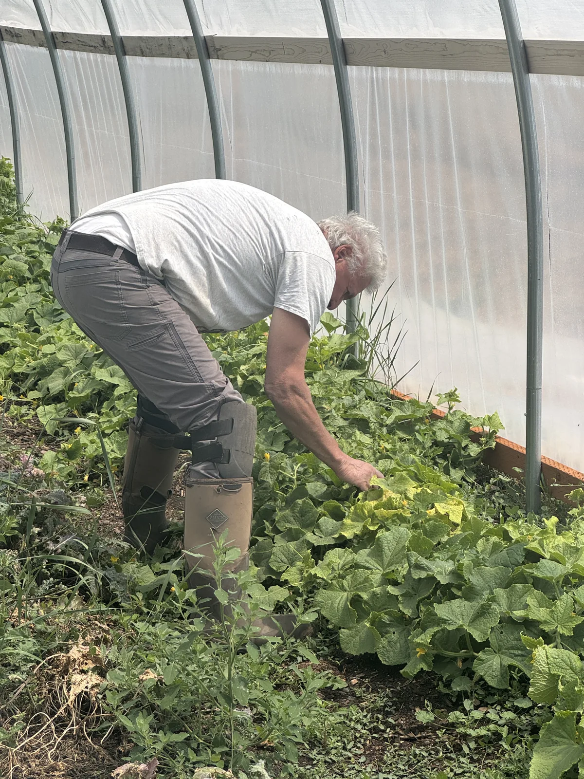 Stephen tending plants inside a greenhouse.
